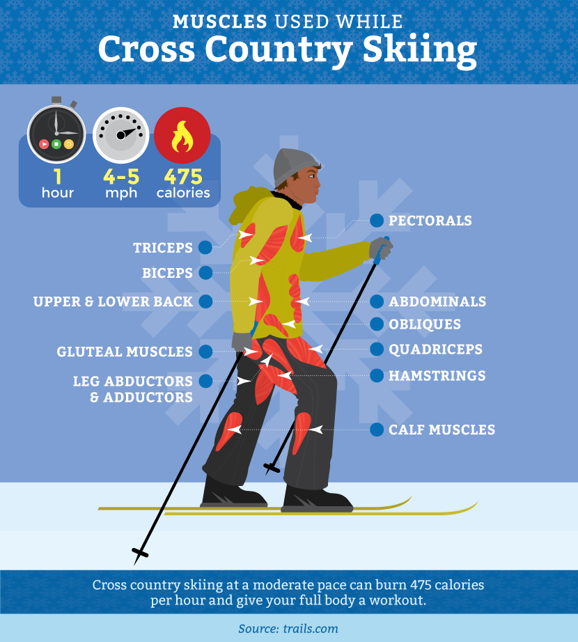 muscles-cross-country-skiing