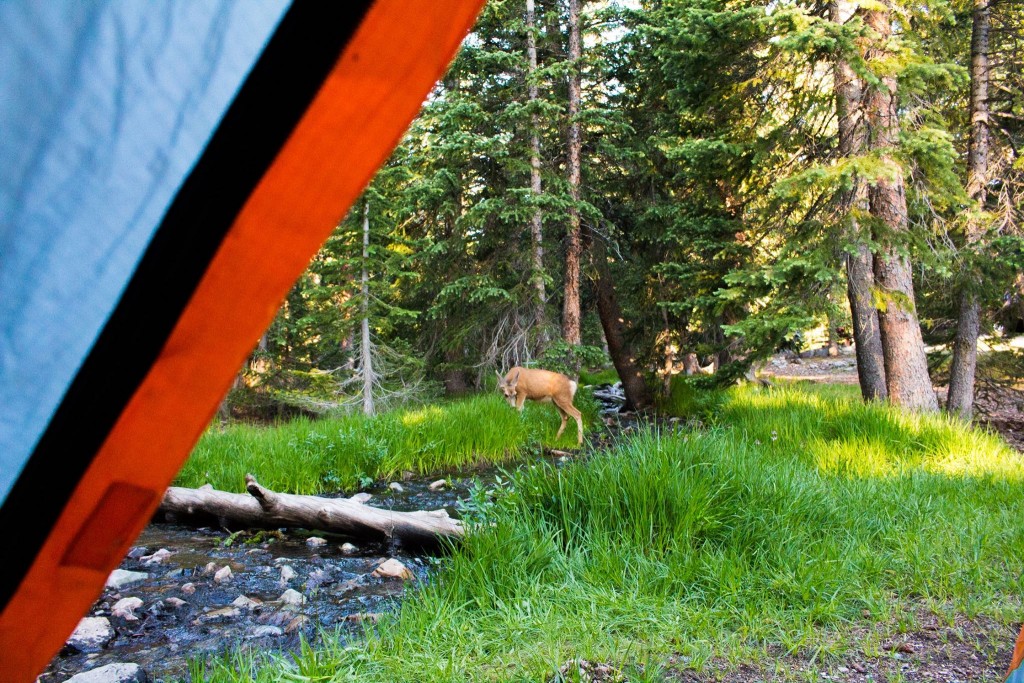 Wheeler Peak Camping