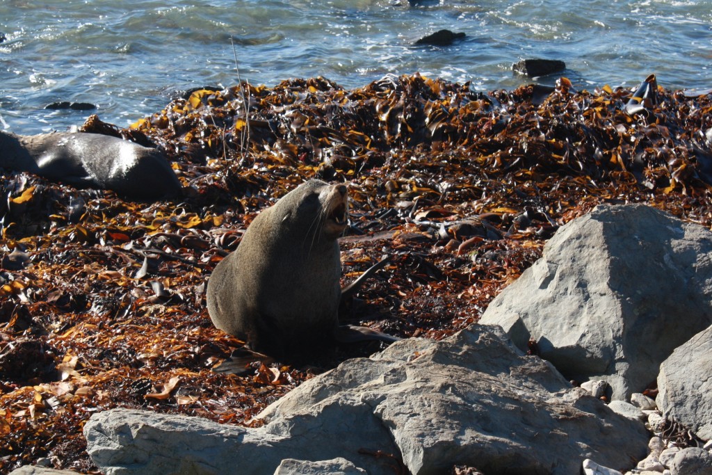 Seals on the Kaikoura Peninsula