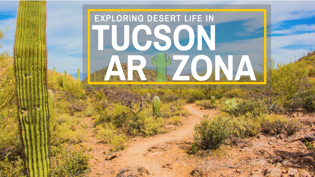 Exploring Desert Life in Tucson, Arizona