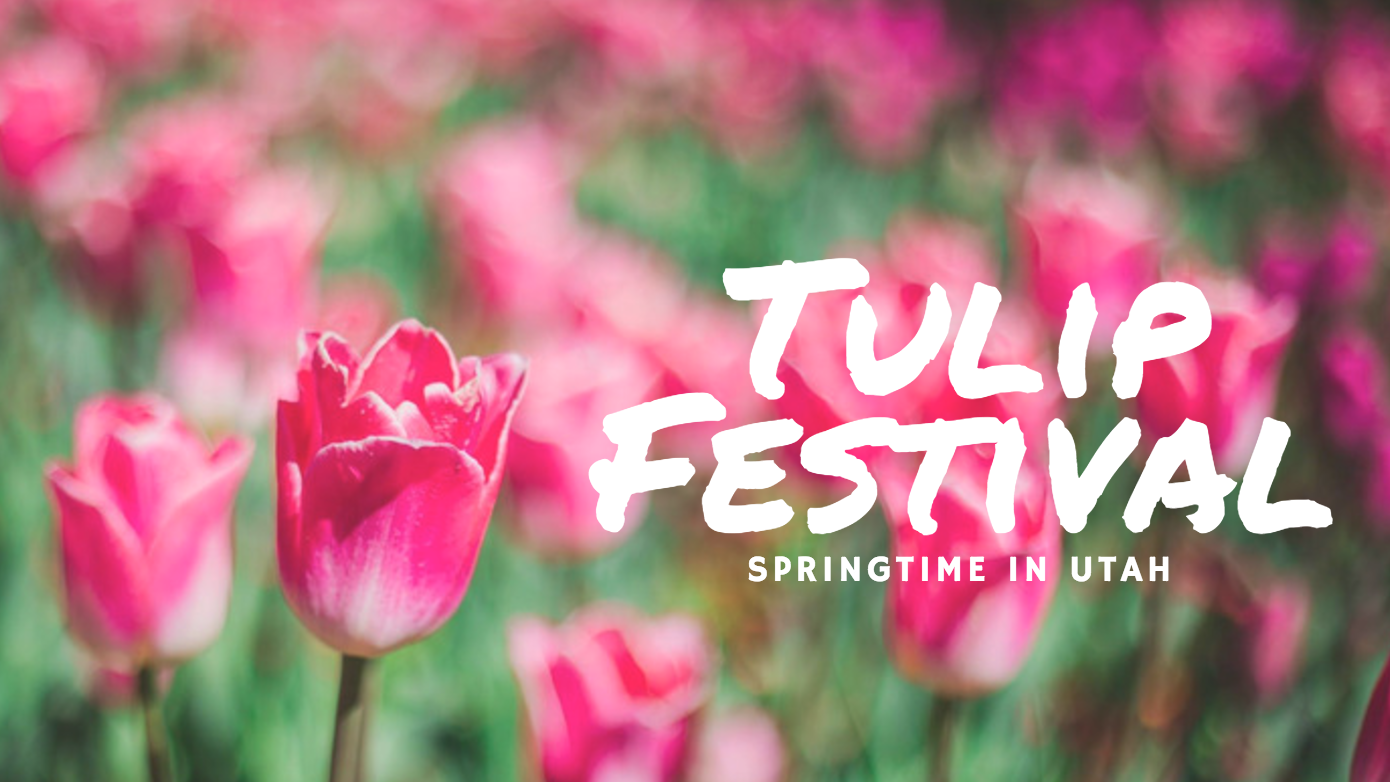 Tulip Festival: Spring in Utah