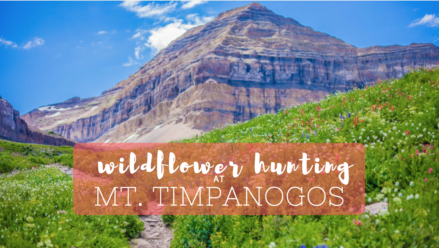 Wildflower Hunting at Mt. Timpanogos